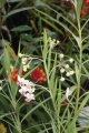 Baumwoll-Seidenpflanze (Asclepias fructicosa) 