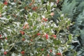 Europäische Stechpalme (Ilex aquifolium) 