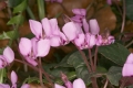 Europäisches Alpenveilchen (Cyclamen purpurascens) 