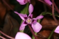 Europäisches Alpenveilchen (Cyclamen purpurascens) 