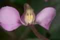 Europäisches Alpenveilchen (Cyclamen purpurascens) - Blüte aufgeschnitten 