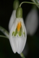 Kleines Schneeglöckchen (Galanthus nivalis)  - Blüte aufgeschnitten