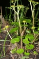 Wechselblättriges Milzkraut (Chrysosplenium alternifolium)