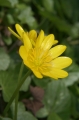 Frühlings-Scharbockskraut (Ficaria verna) 