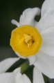 Miniaturtazette - Narzisse (Narcissus canaliculatus) 