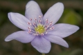 Leberblümchen (Anemone hepatica) 