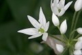 Bärlauch (Allium ursinum) - Blüte