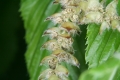 Hainbuche (Carpinus betulus)  - männliche Blüten