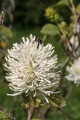 Erlenblättriger Federbuschstrauch (Fothergilla gardenii)