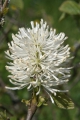 Erlenblättriger Federbuschstrauch (Fothergilla gardenii)