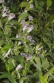 Borstige Krötenlilie (Tricyrtis hirta) 