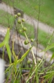 Breitblättriges Pfeilkraut (Sagittaria latifolia) 