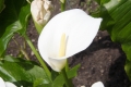 Gewöhnliche Calla (Zantedeschia aethiopica) 