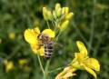 Raps (Brassica napus) - Blütenstand mit Honigbiene
