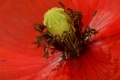 Klatsch-Mohn (Papaver rhoeas) - Blüte mit Staubblättern und  Fruchtknoten