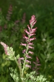 Echter Erdrauch (Fumaria officinalis) - Blütenstand