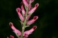 Echter Erdrauch (Fumaria officinalis) - Einzelblüten