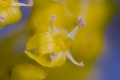 Kornelkirsche (Cornus mas)  - Einzelblüte