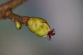 Gemeine Hasel (Corylus avellana)  - weibliche Blüte