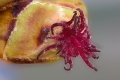 Gemeine Hasel (Corylus avellana) - weibliche Blüte