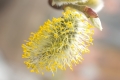 Weide (Salix spec.) - männlicher Blütenstand