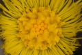 Huflattich (Tussilago farfara)  - Blütenstand