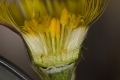 Huflattich (Tussilago farfara)  - angeschnittener Blütenstand
