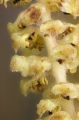 Gemeine Hasel (Corylus avellana) - männliche Blütenstand