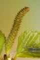 Hänge-Birke (Betula pendula)  - weiblicher Blütenstand