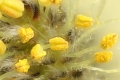 Weide (Salix spec.) - männlicher Blütenstand