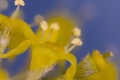 Kornelkirsche (Cornus mas)  - Einzelblüte