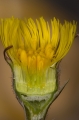 Huflattich (Tussilago farfara)  - angeschnittener Blütenstand